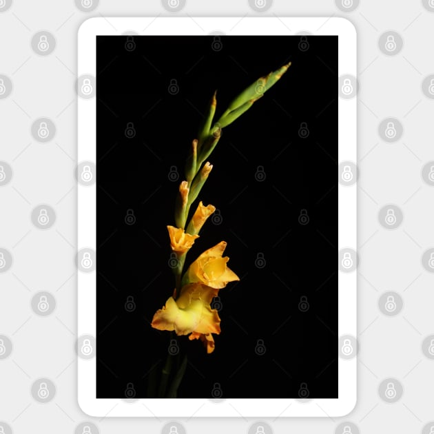 Flower Sticker by Raphoto1